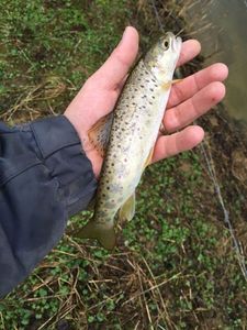 Brown Trout