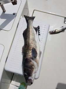 European Bass (Seabass)