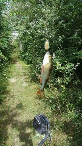 European Perch
