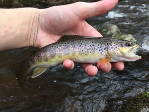 Brown Trout