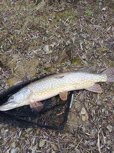 Northern Pike