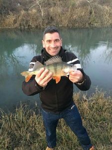 European Perch