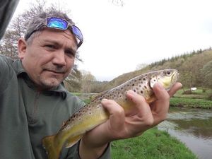 Brown Trout