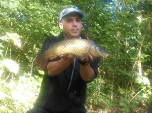 Common Carp