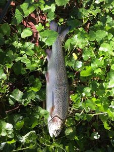 Rainbow Trout