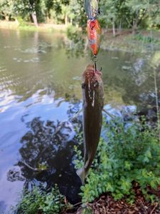 Largemouth Bass