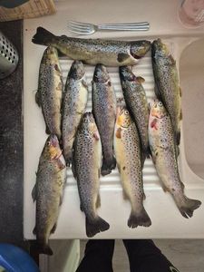 Brown Trout