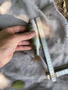 Yellow Perch