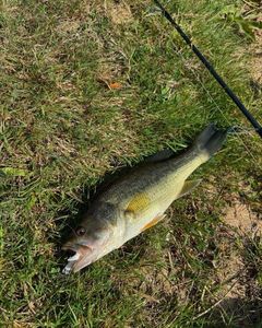 Largemouth Bass