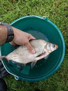 Common Bream