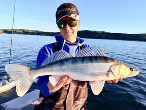 Zander