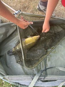 Tench