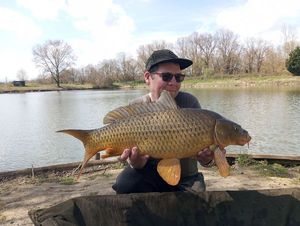 Common Carp