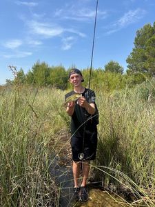 Largemouth Bass