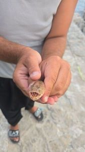 Inshore Lizardfish