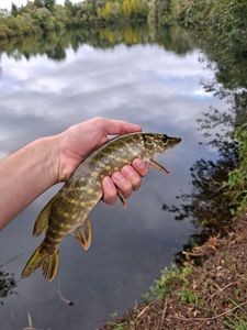 Northern Pike