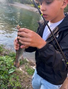 Rainbow Trout