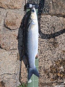 Thicklip Grey Mullet