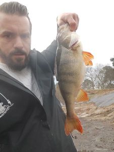 European Perch