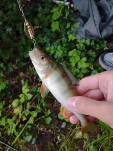 European Perch