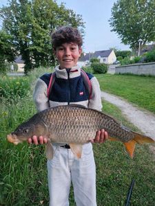 Common Carp
