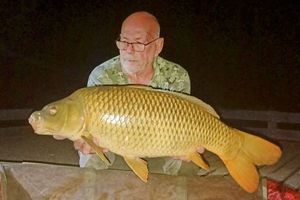 Common Carp