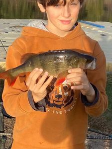 European Perch