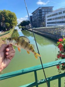 European Perch