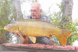 Common Carp