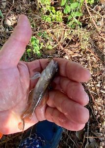 Giant Goby