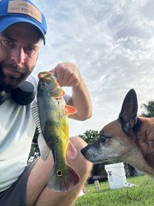 Peacock Bass ( Monoculus)
