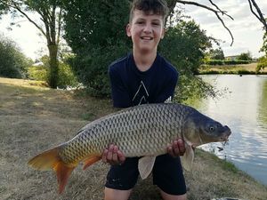 Common Carp