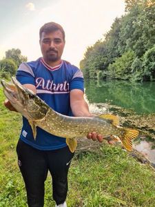 Northern Pike