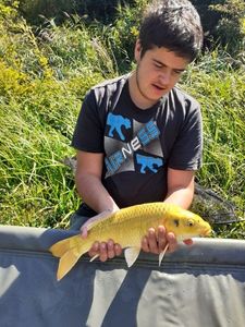 Koï Fish