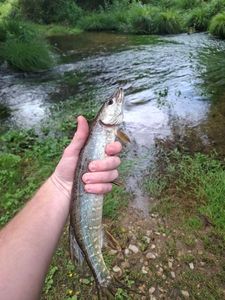 Northern Pike