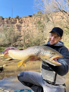 Brown Trout