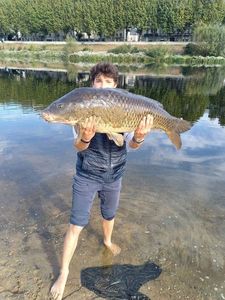 Common Carp