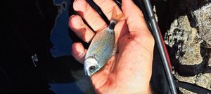 Saddled Seabream