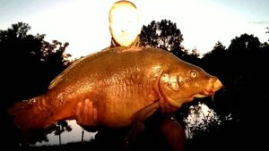 Mirror Carp