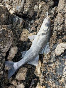 European Bass (Seabass)