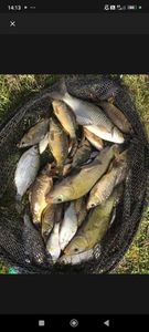 Tench