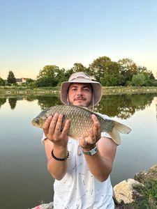 Crucian Carp