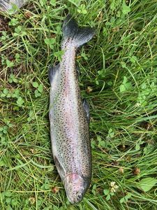 Rainbow Trout