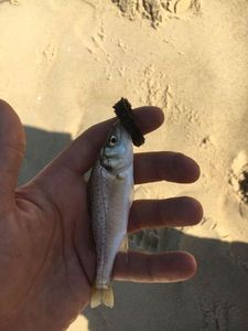 Spotted Seabass