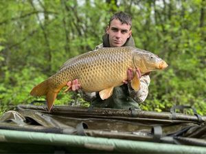 Common Carp