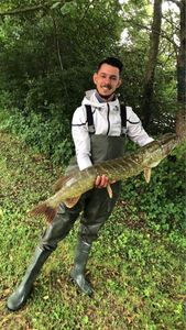 Northern Pike