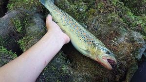 Brown Trout
