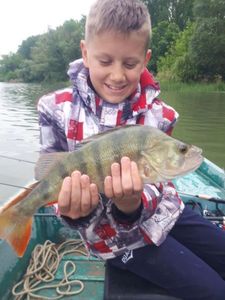 European Perch