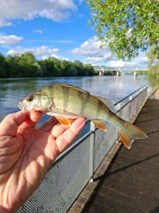 European Perch