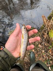 Brown Trout